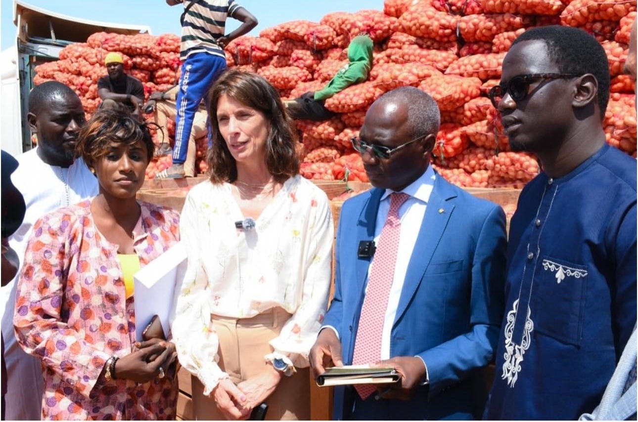 Conditionnement des oignons en caisses bois en présence du Ministre Mabouba Diagne à Diamniadio, 11 avril 2025